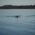 dolphins-leaping-in-estuary-Whangarei-Channel-2015-09-27-IMG 1568