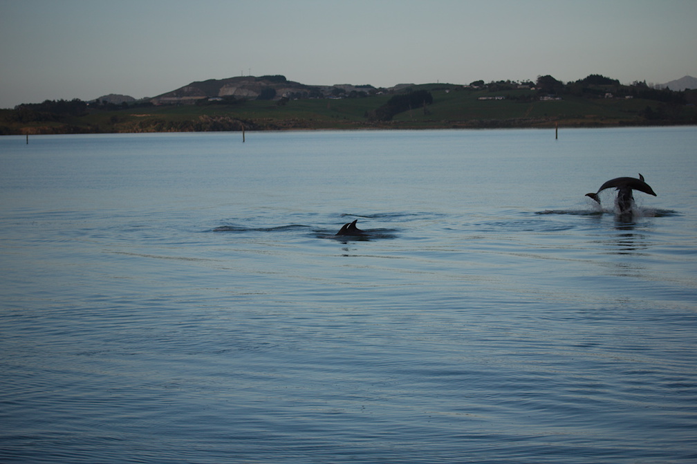 dolphins-leaping-in-estuary-Whangarei-Channel-2015-09-27-IMG 1569