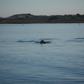 dolphins-leaping-in-estuary-Whangarei-Channel-2015-09-27-IMG 1569