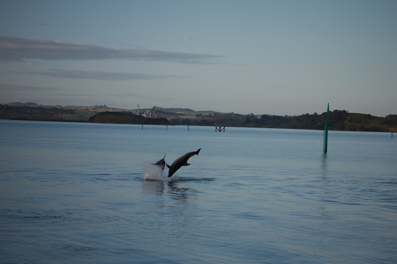 dolphins-leaping-in-estuary-Whangarei-Channel-2015-09-27-IMG 1576