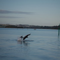 dolphins-leaping-in-estuary-Whangarei-Channel-2015-09-27-IMG 1576