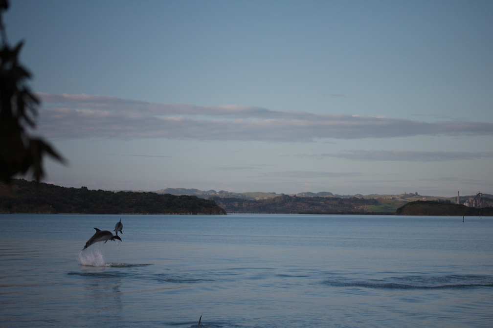 dolphins-leaping-in-estuary-Whangarei-Channel-2015-09-27-IMG 1579