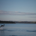 dolphins-leaping-in-estuary-Whangarei-Channel-2015-09-27-IMG 1579