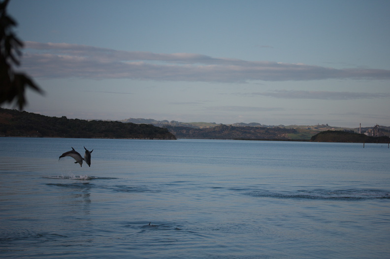 dolphins-leaping-in-estuary-Whangarei-Channel-2015-09-27-IMG_1580.jpg