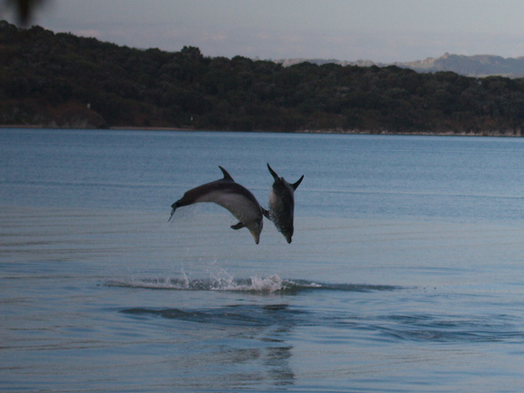 dolphins-leaping-in-estuary-Whangarei-Channel-2015-09-27-IMG 1580 v2