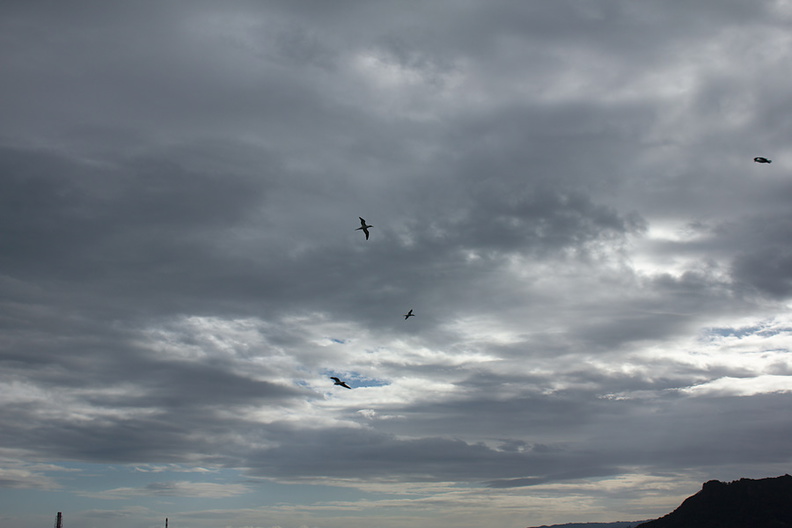 gannets-above-Urquharts-Bay-Bream-Head-track-Whangarei-11-07-2011-IMG_2886.jpg