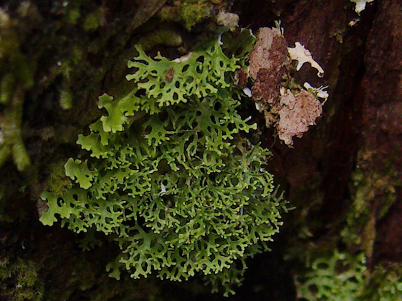 green-lichen-on-podocarp-trunk-AHReed-Kauri-Park-2013-07-16-IMG_2653.jpg