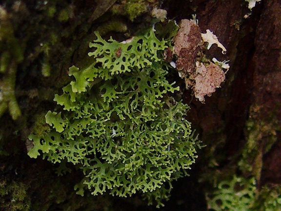green-lichen-on-podocarp-trunk-AHReed-Kauri-Park-2013-07-16-IMG 2653