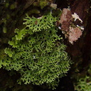 green-lichen-on-podocarp-trunk-AHReed-Kauri-Park-2013-07-16-IMG 2653