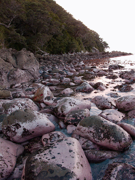 intertidal-pink-growth-covered-rocks-brown-seaweed-Smugglers-Cove-Whangarei-Heads-2013-07-09-IMG 2520