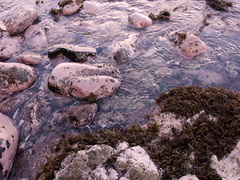 intertidal-pink-growth-covered-rocks-brown-seaweed-Smugglers-Cove-Whangarei-Heads-2013-07-09-IMG 2527