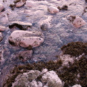 intertidal-pink-growth-covered-rocks-brown-seaweed-Smugglers-Cove-Whangarei-Heads-2013-07-09-IMG 2527