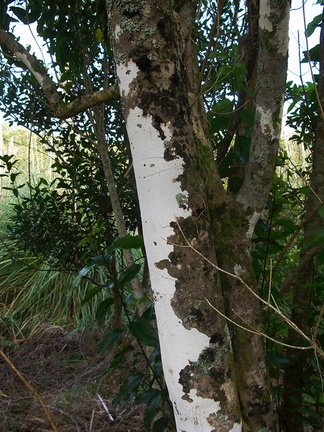 lichen-white-crustose-on-tree-trunk-near-mangroves-Boswells-Track-Whangarei-Harbour-16-07-2011-IMG 9270