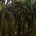 limestone-rock-forest-Abbey-Caves-Whangarei-16-07-2011-IMG 9275
