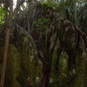 limestone-rock-forest-Abbey-Caves-Whangarei-16-07-2011-IMG 9275