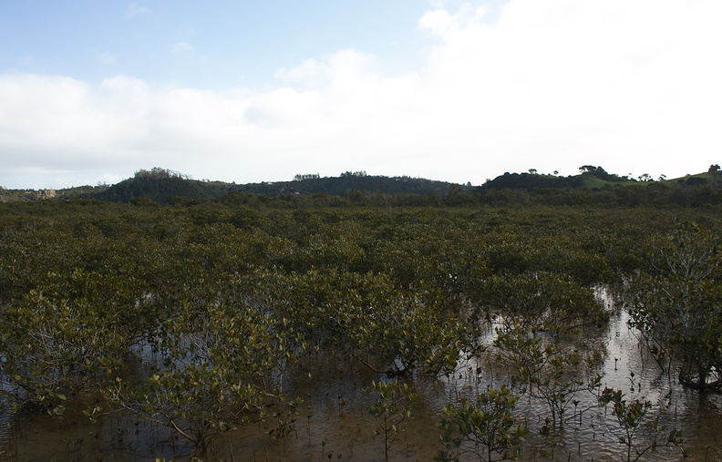 mangroves-near-Russell-08-07-2011-IMG_2757.jpg