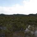 mangroves-near-Russell-08-07-2011-IMG 2757