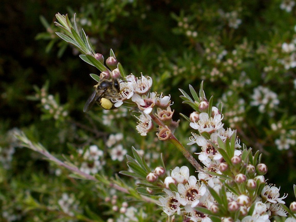 native-bee-on-manuka-Leptospermum-flowers-Smugglers-Cove-2015-11-23-IMG 6400