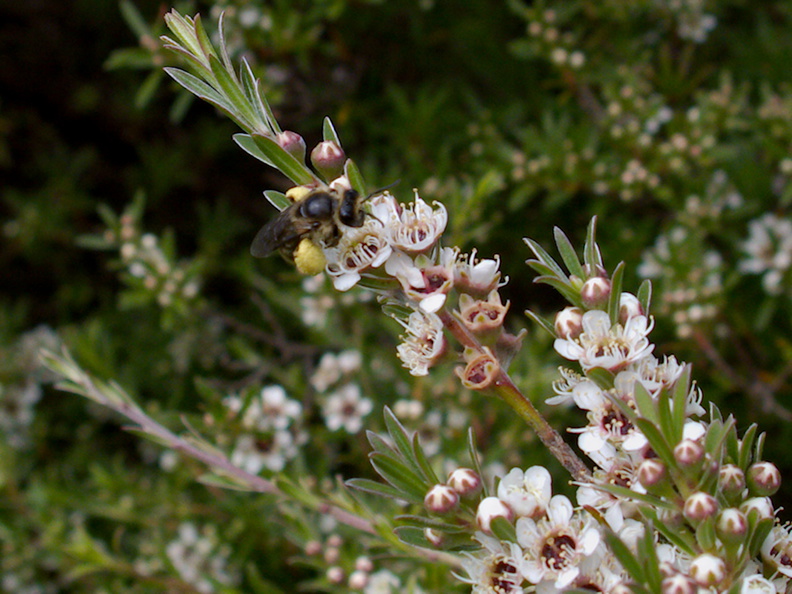 native-bee-on-manuka-Leptospermum-flowers-Smugglers-Cove-2015-11-23-IMG 6402