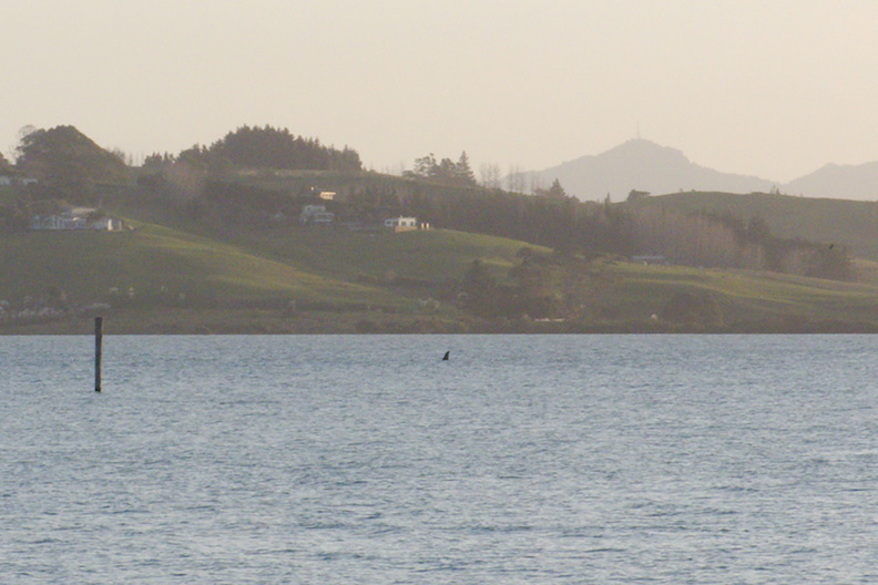 orcas-foraging-in-Whangarei-Harbour-2015-08-26-IMG 5350