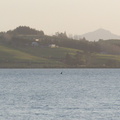 orcas-foraging-in-Whangarei-Harbour-2015-08-26-IMG 5350