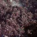red-seaweed-Smugglers-Cove-Whangarei-Heads-2013-07-09-IMG 9198