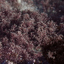 red-seaweed-Smugglers-Cove-Whangarei-Heads-2013-07-09-IMG 9198