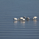 royal-spoonbills-Waikaraka-area-Whangarei-Harbour-17-07-2011-IMG 3054