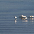royal-spoonbills-Waikaraka-area-Whangarei-Harbour-17-07-2011-IMG 3057