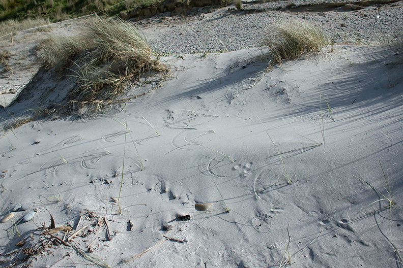 spinifex-on-dune-circular-traceries-Smugglers-Cove-Bream-Head-track-Whangarei-11-07-2011-IMG_2836.jpg