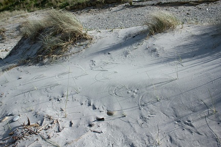 spinifex-on-dune-circular-traceries-Smugglers-Cove-Bream-Head-track-Whangarei-11-07-2011-IMG 2836