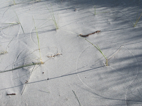 spinifex-on-dune-circular-traceries-Smugglers-Cove-Bream-Head-track-Whangarei-11-07-2011-IMG 9204