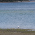 spoonbill-estuary-Beach-Road-Onerahi-Whangarei-Channel-2015-09-30-IMG 5551