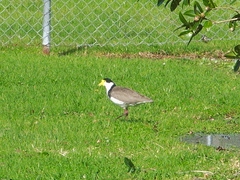 spur-winged-plover-in-field-at-municipal-dump-station-Whangarei-15-07-2011-IMG 9264