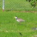 spur-winged-plover-in-field-at-municipal-dump-station-Whangarei-15-07-2011-IMG 9264