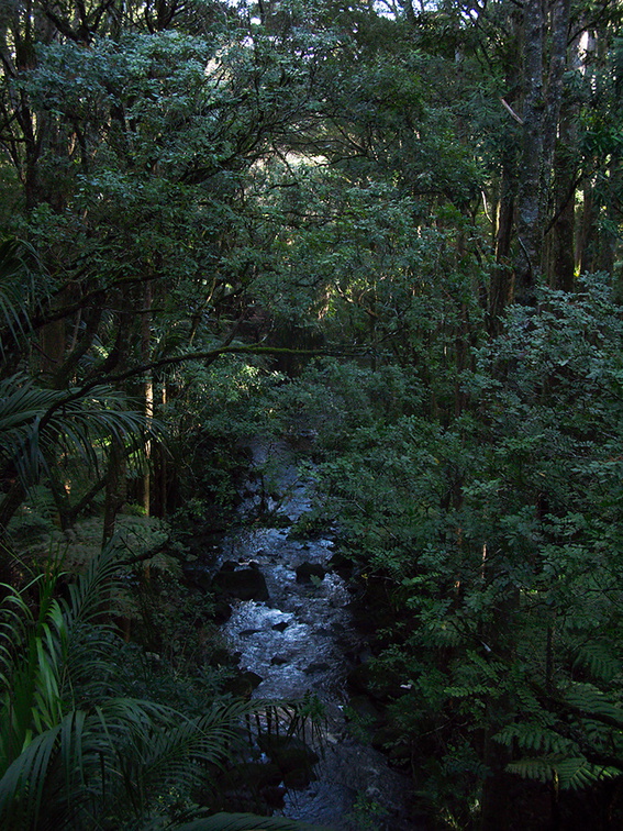 stream-Reed-Kauri-Park-Whangarei-12-07-2011-IMG 9221