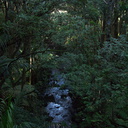 stream-Reed-Kauri-Park-Whangarei-12-07-2011-IMG 9221