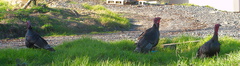 turkeys-at-roadside-Peach-Cove-trail-Bream-Head-17-07-2011-IMG 9322
