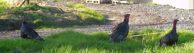 turkeys-at-roadside-Peach-Cove-trail-Bream-Head-17-07-2011-IMG_9322.jpg