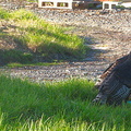 turkeys-at-roadside-Peach-Cove-trail-Bream-Head-17-07-2011-IMG 9322