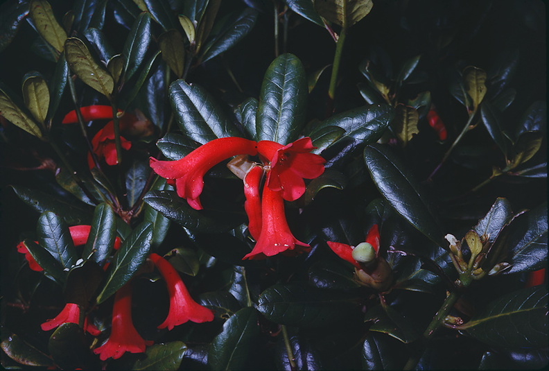 Rhododendron-alticolum-Bulldog-Rd-PNG-1975-098.jpg