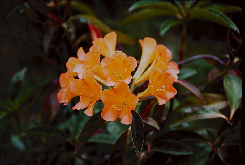 Rhododendron-aurigeranum-WEI-grounds-PNG-1976-116.jpg