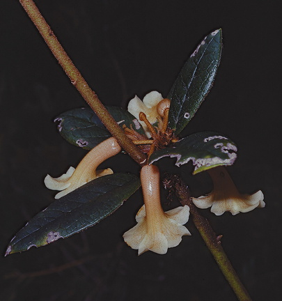 Rhododendron-beyrinckianum-var-alba-Mt-Bangeta-PNG-1975-073