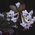 Rhododendron-cruttwellii-Bulldog-Rd-PNG-1978-037.jpg