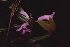 Rhododendron-dielsianium2-Gumine-PNG-no-date-083