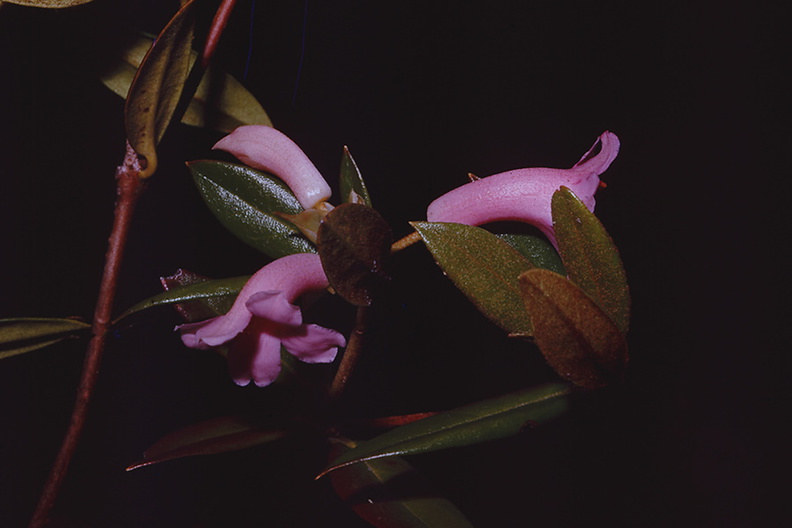 Rhododendron-dielsianium2-Gumine-PNG-no-date-083.jpg