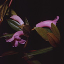 Rhododendron-dielsianium2-Gumine-PNG-no-date-083