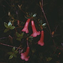 Rhododendron-gracilentum-Bulldog-Rd-PNG-1975-059