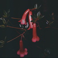 Rhododendron-gracilentum-Bulldog-Rd-PNG-1975-065.jpg