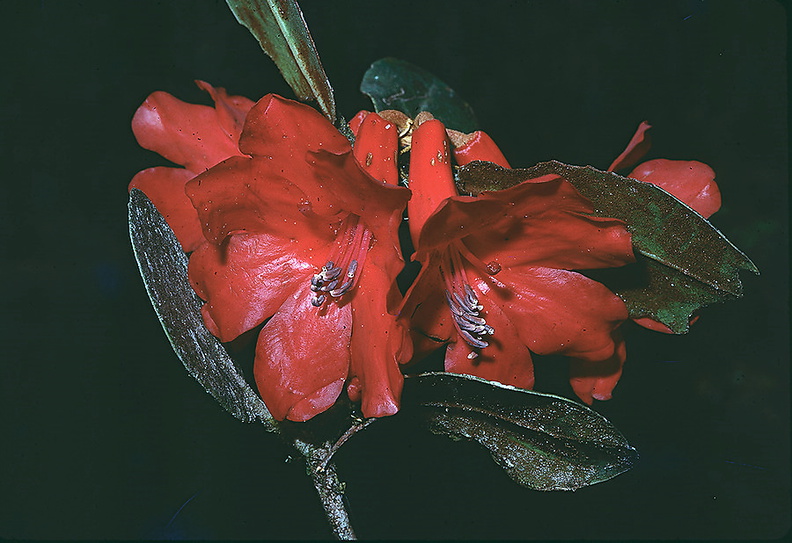 Rhododendron-hellwigii-Mt-Bangeta-PNG-1975-029.jpg